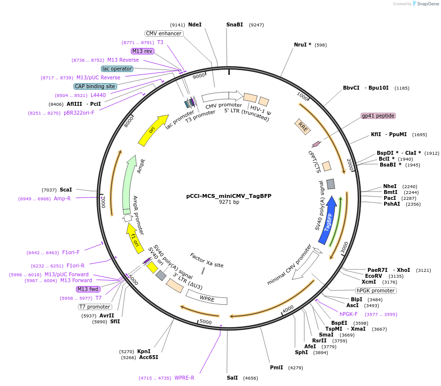 134986-plasmid-map-sequence-id-265016