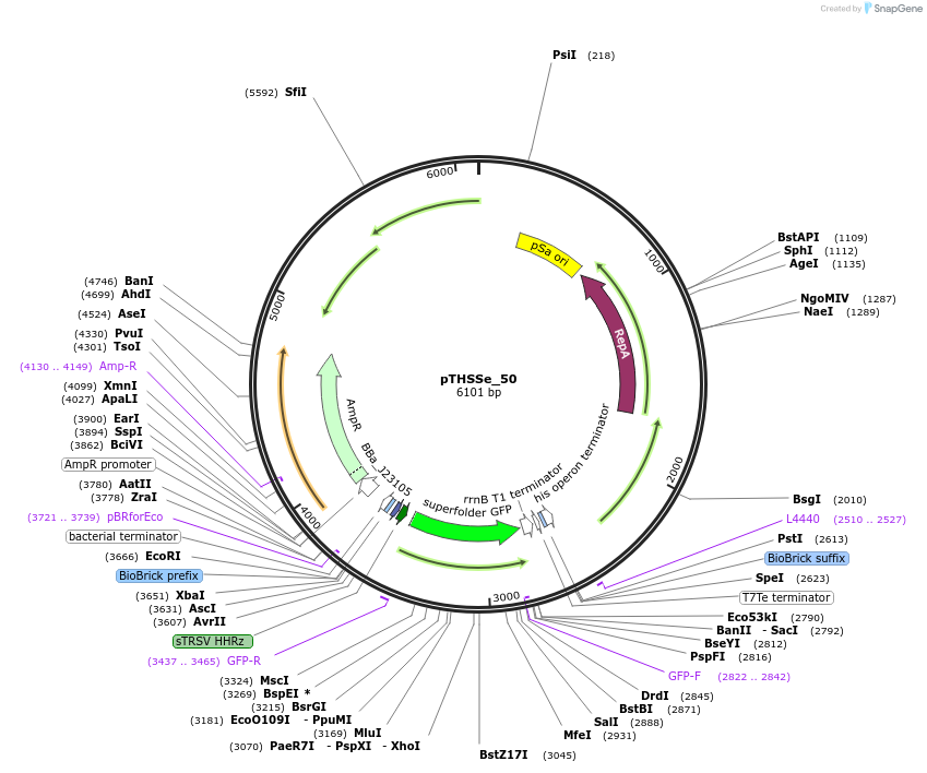 109248-plasmid-map-sequence-id-265023