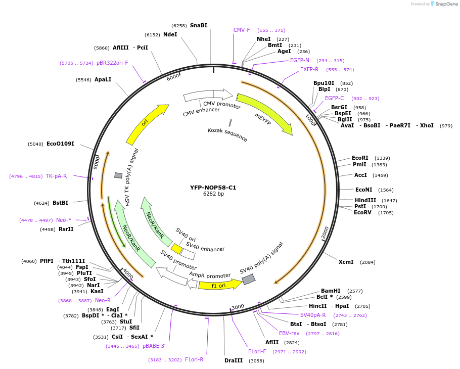 134537-plasmid-map-sequence-id-265027