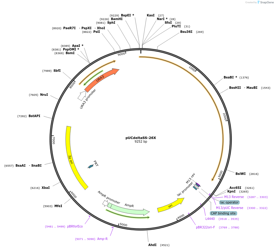 108218-plasmid-map-sequence-id-265029