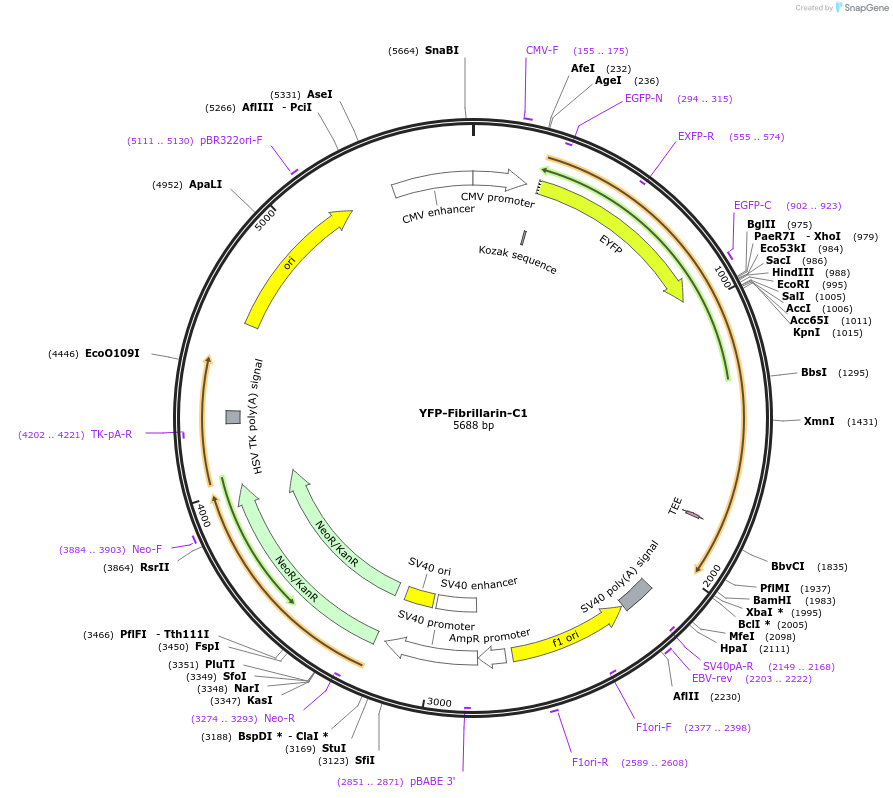 134538-plasmid-map-sequence-id-265040