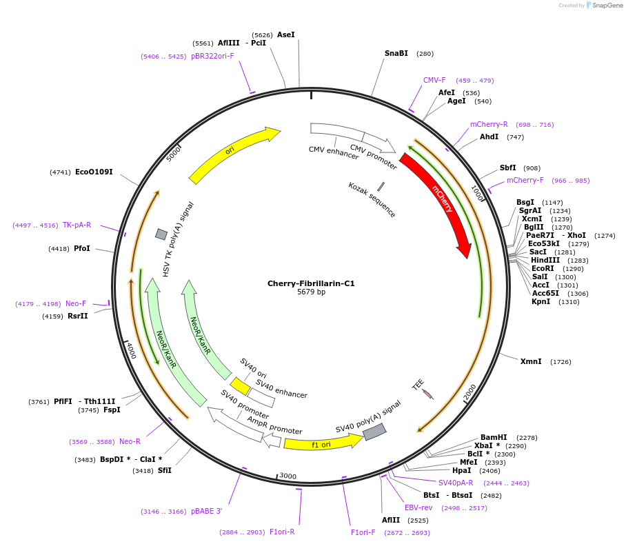 134539-plasmid-map-sequence-id-265044