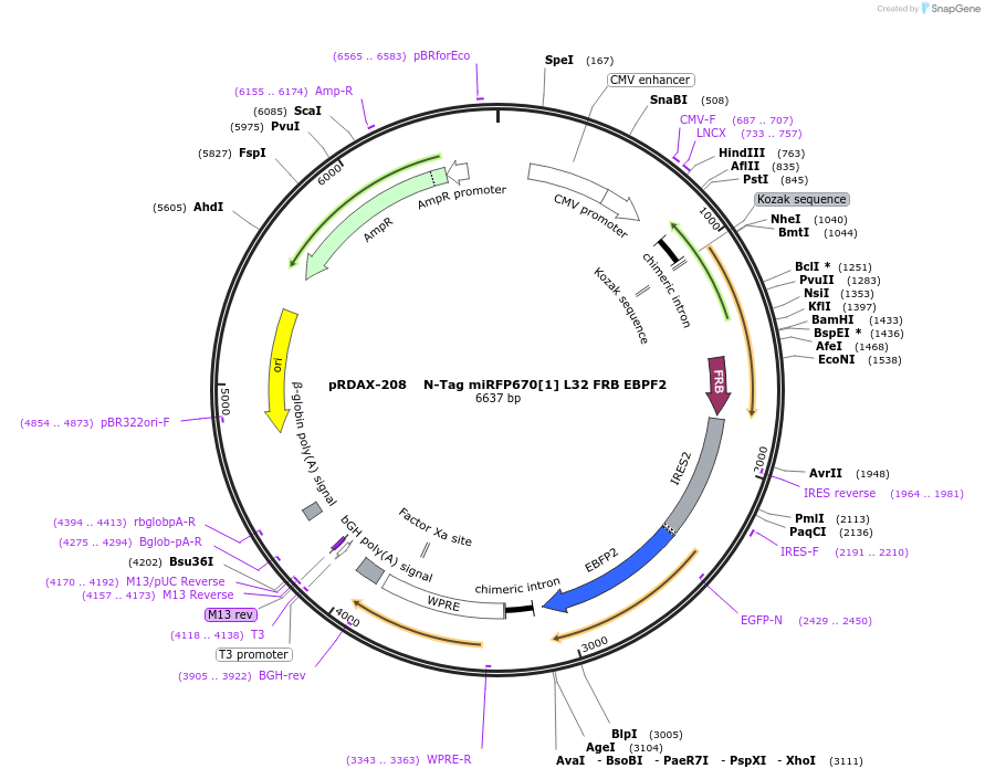 129893-plasmid-map-sequence-id-265056