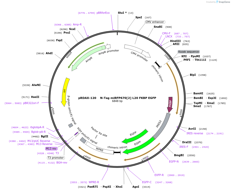 129909-plasmid-map-sequence-id-265062