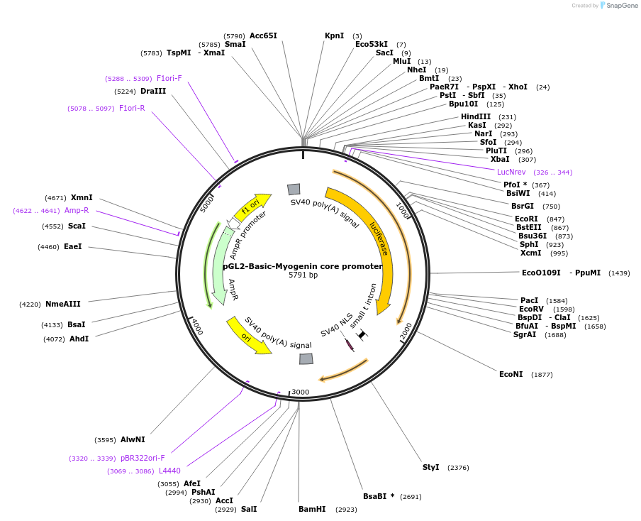 134722-plasmid-map-sequence-id-265066