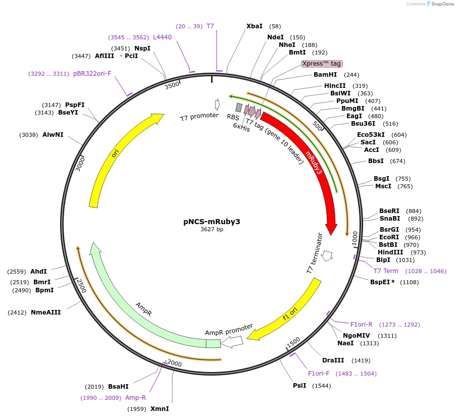 74234-plasmid-map-sequence-id-265067