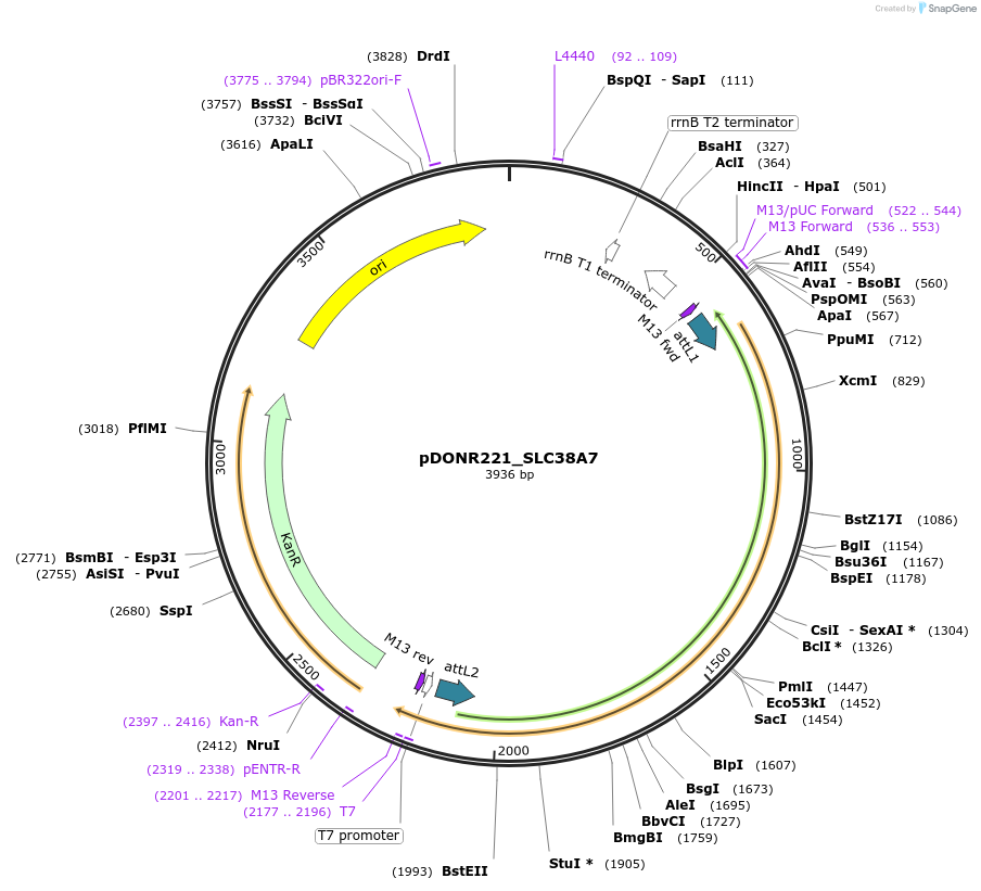 132094-plasmid-map-sequence-id-265078