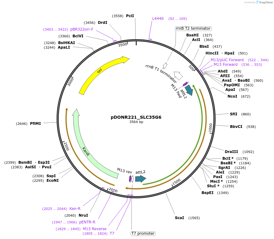 132096-plasmid-map-sequence-id-265081