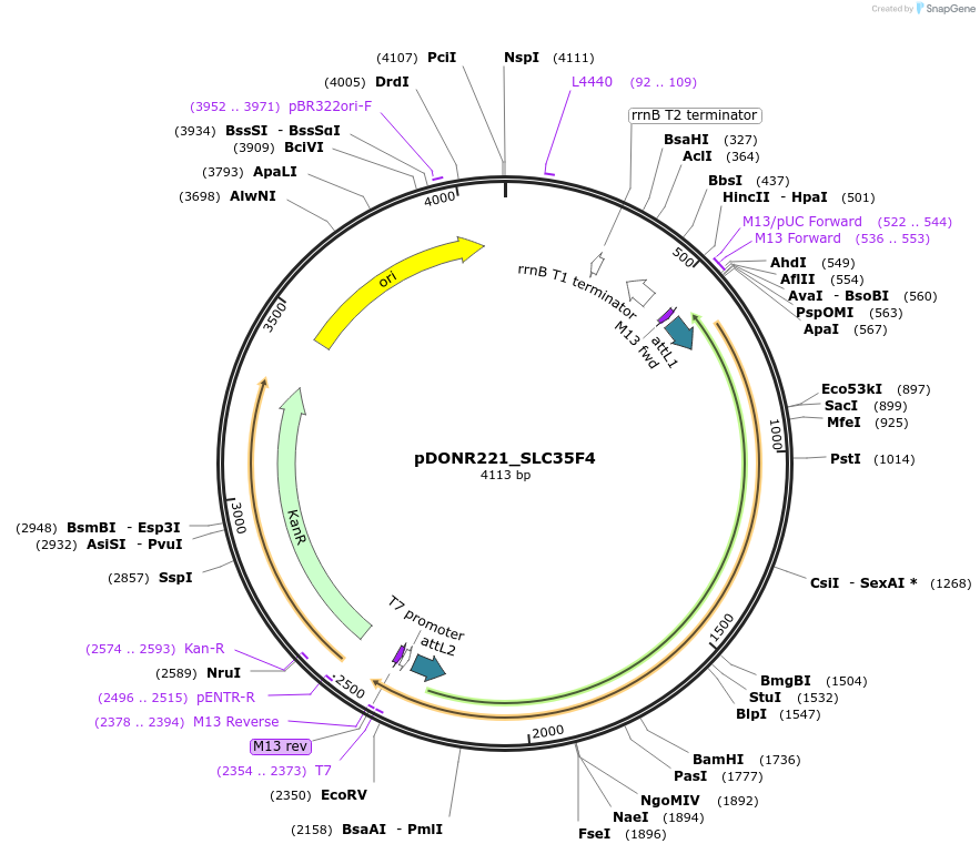 132097-plasmid-map-sequence-id-265082