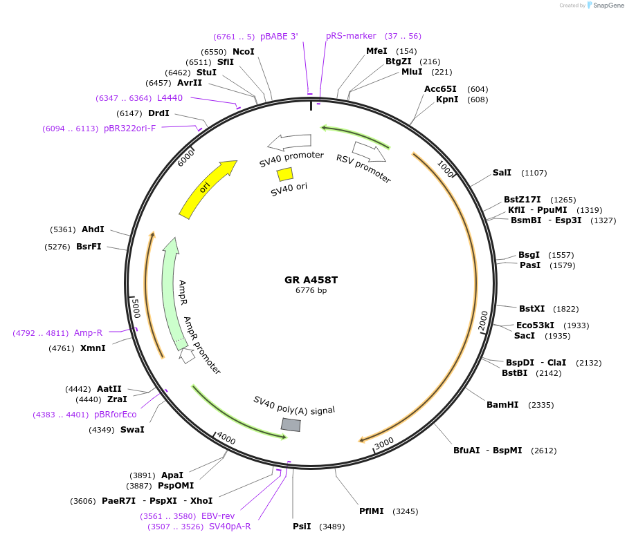 133410-plasmid-map-sequence-id-265161