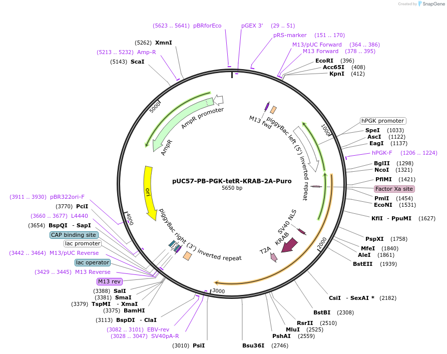 129536-plasmid-map-sequence-id-265181