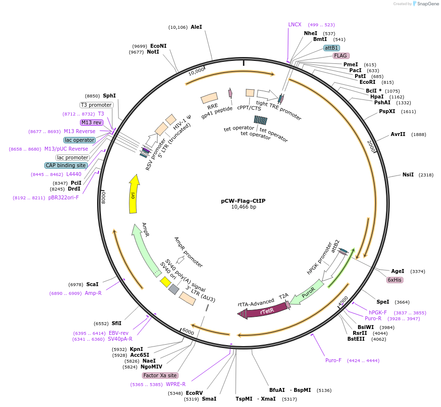 71108-plasmid-map-sequence-id-265189