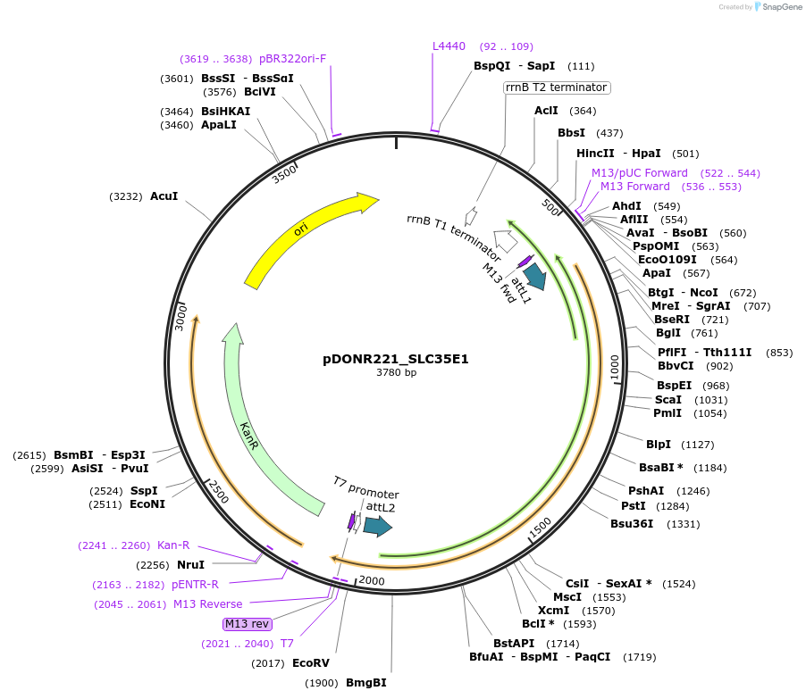 132098-plasmid-map-sequence-id-265192