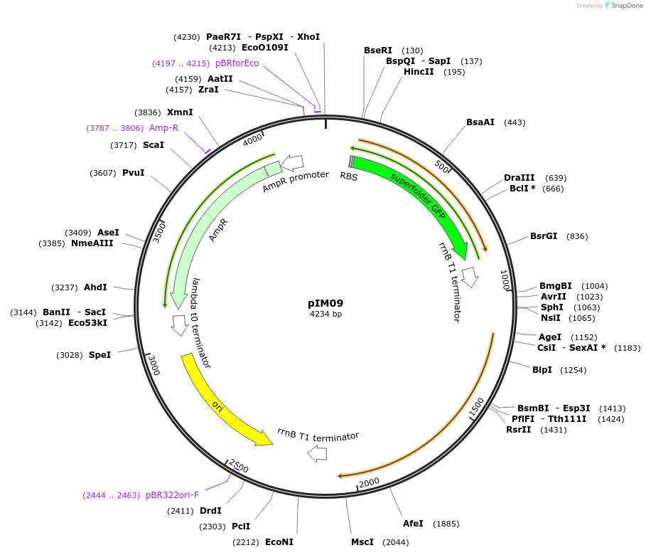 132582-plasmid-map-sequence-id-265196