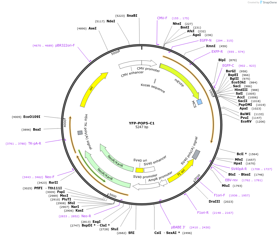 134543-plasmid-map-sequence-id-265197