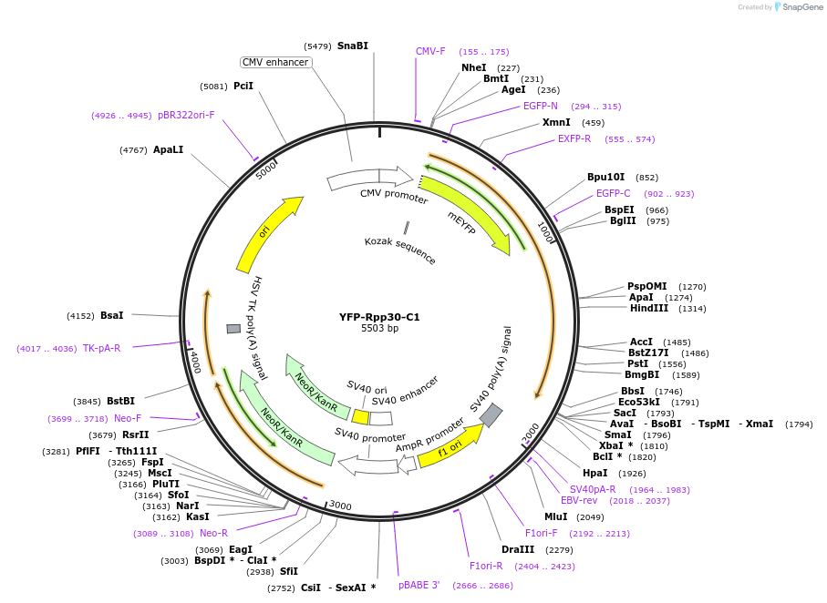 134547-plasmid-map-sequence-id-265198