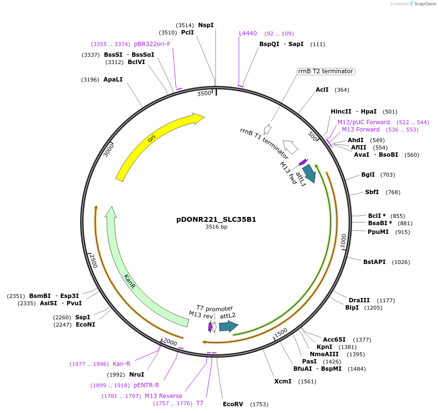 132099-plasmid-map-sequence-id-265200