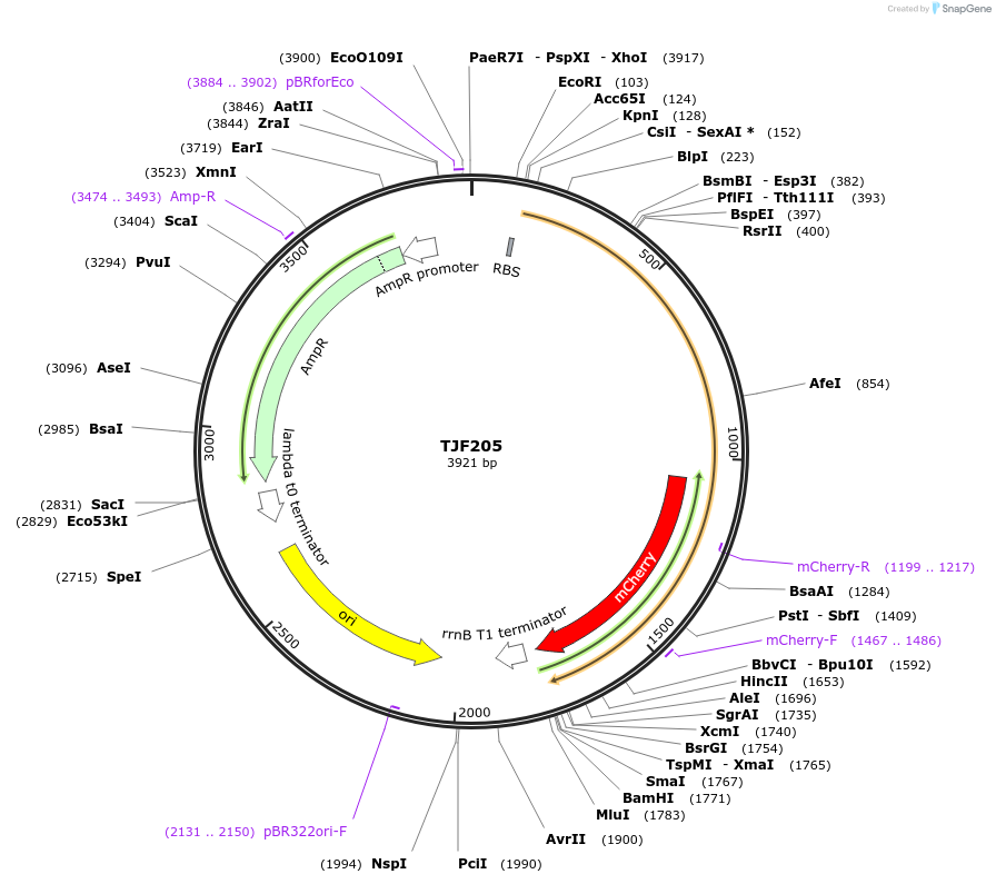 132576-plasmid-map-sequence-id-265201