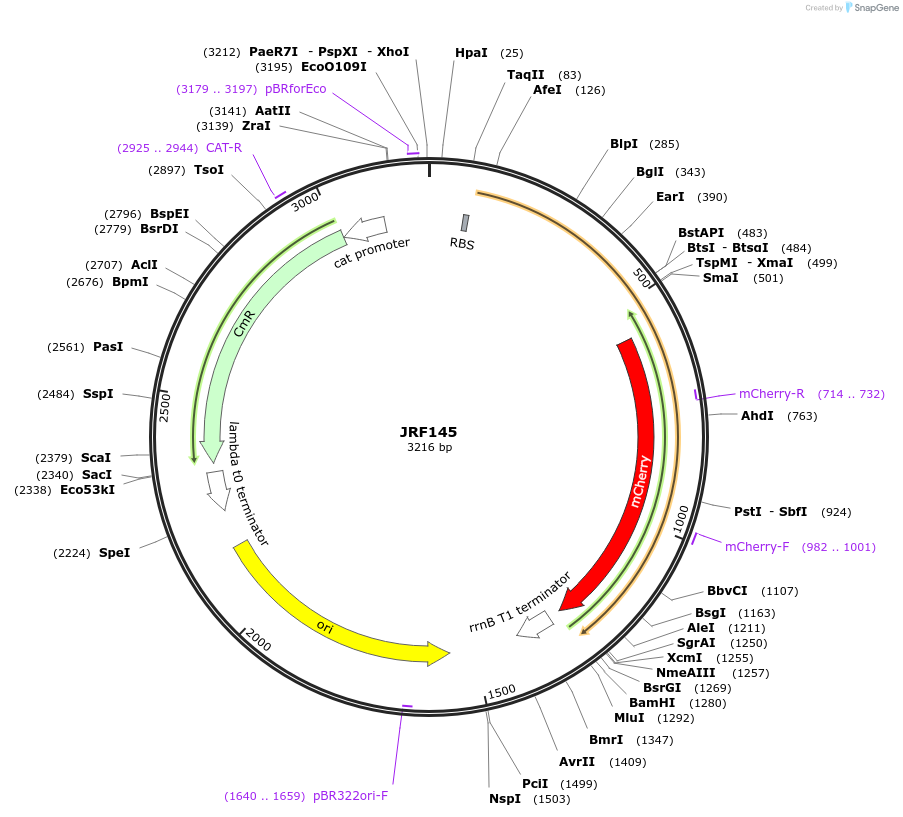132579-plasmid-map-sequence-id-265204