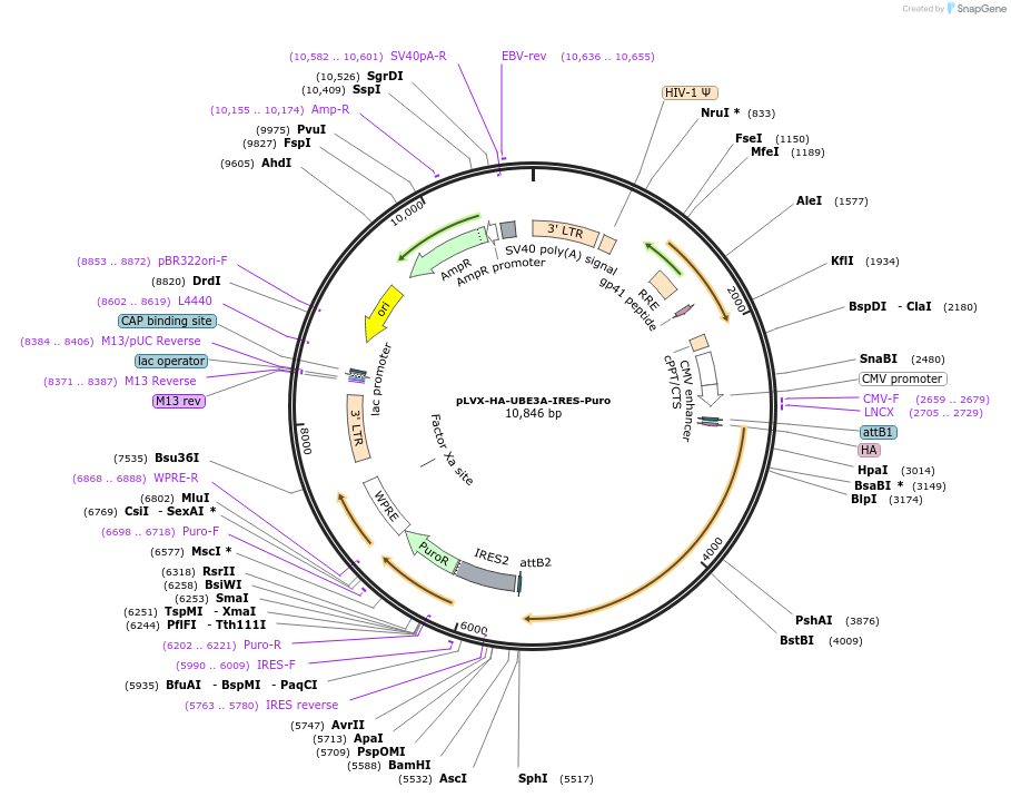 107349-plasmid-map-sequence-id-265223