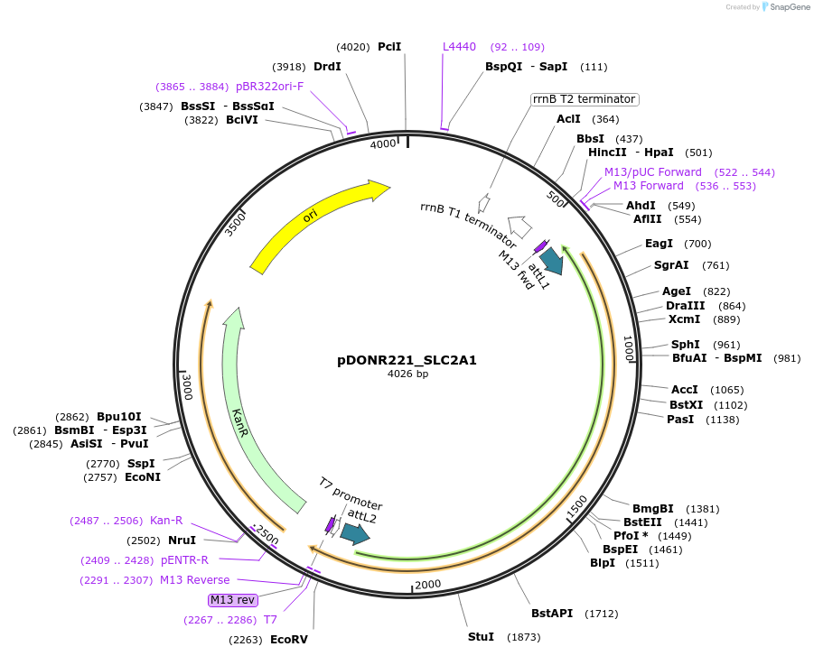132103-plasmid-map-sequence-id-265224