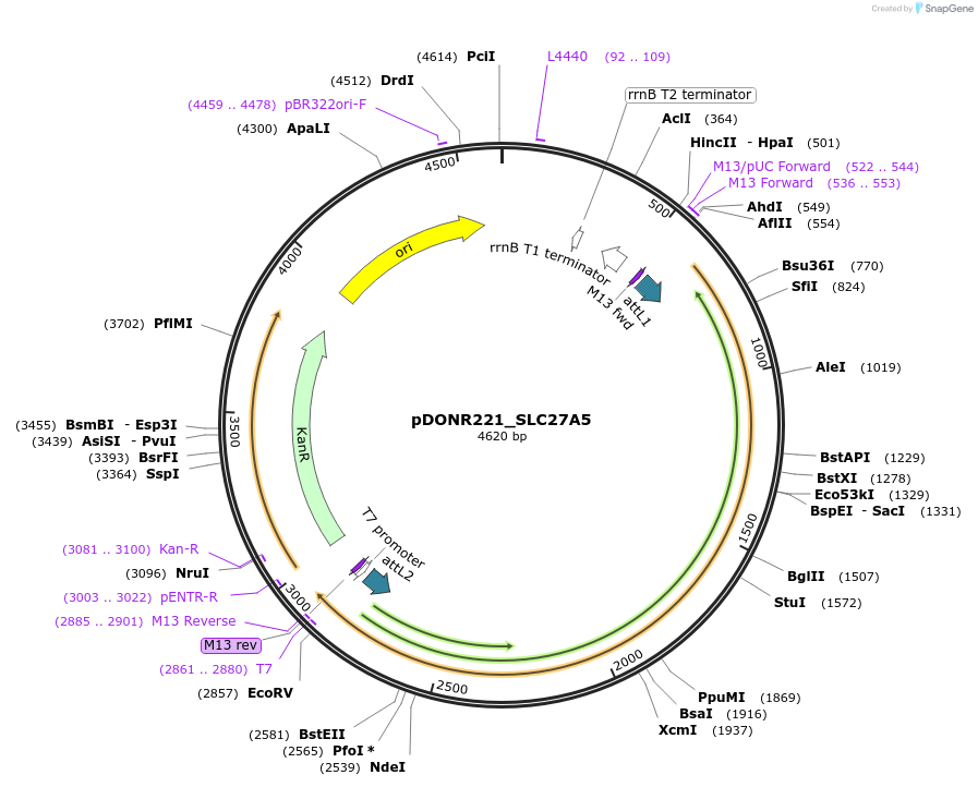 132104-plasmid-map-sequence-id-265227