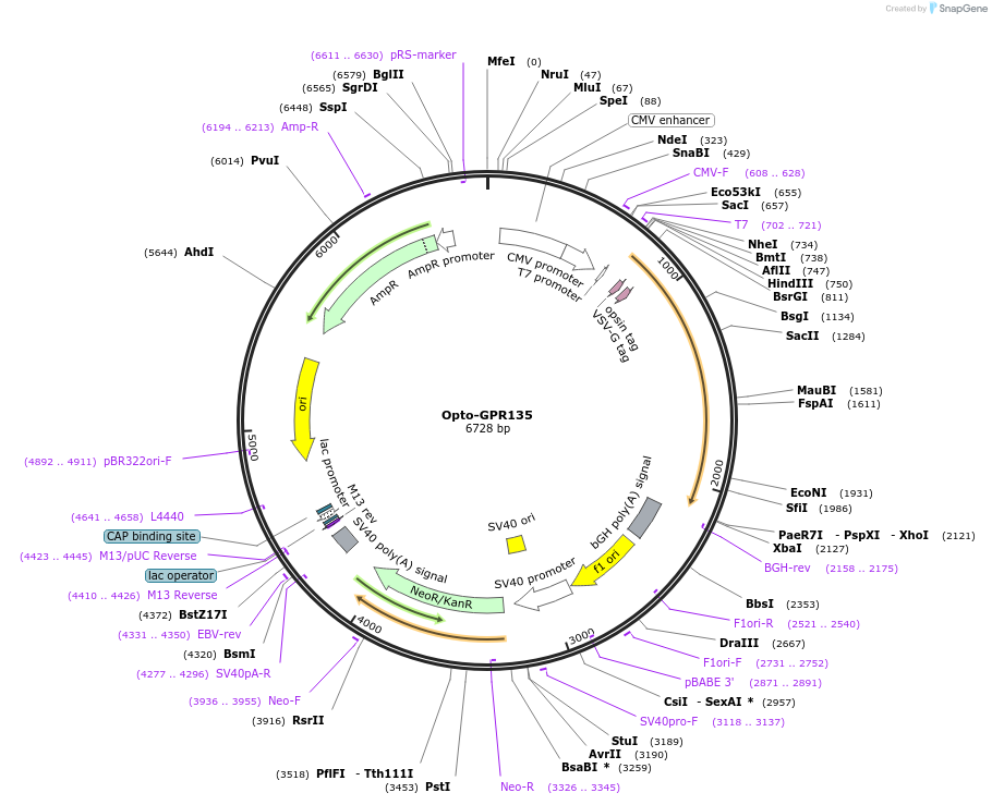 106043-plasmid-map-sequence-id-265229