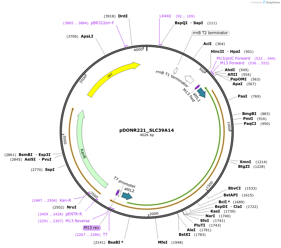 132105-plasmid-map-sequence-id-265232