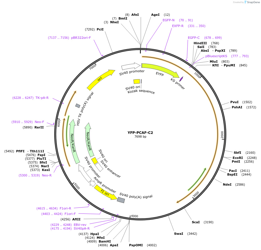 134572-plasmid-map-sequence-id-265260
