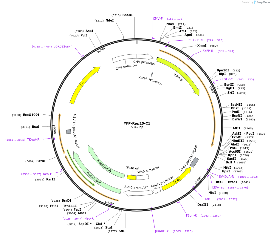 134544-plasmid-map-sequence-id-265262