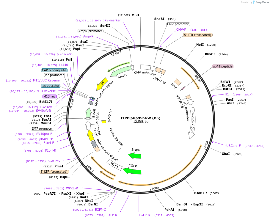 74014-plasmid-map-sequence-id-265264
