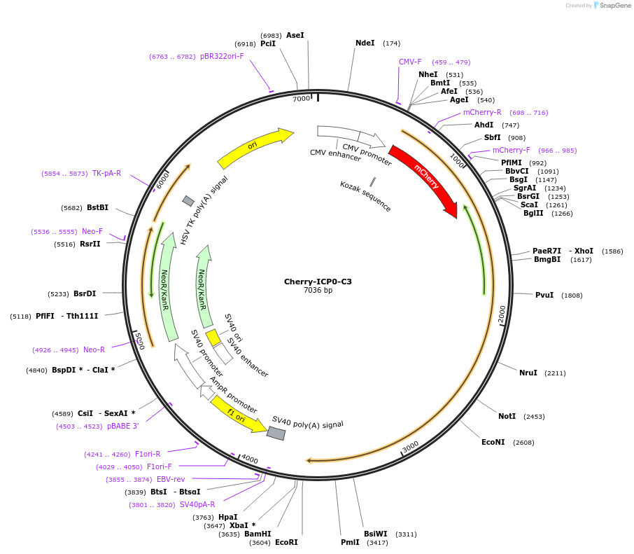 134560-plasmid-map-sequence-id-265265