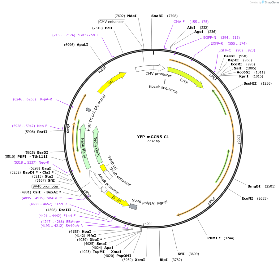 134573-plasmid-map-sequence-id-265266