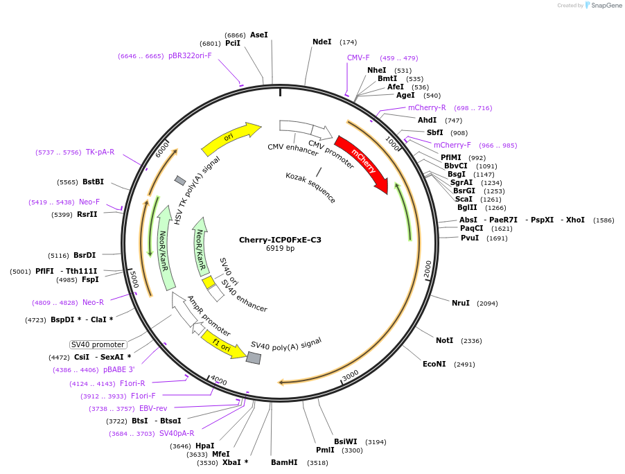 134562-plasmid-map-sequence-id-265267