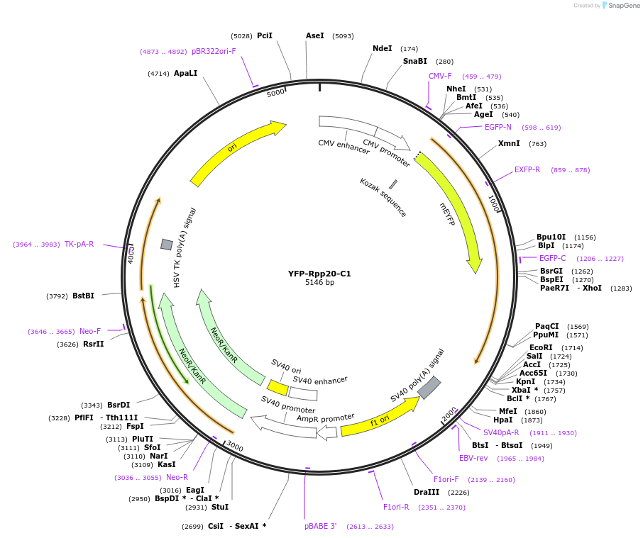 134541-plasmid-map-sequence-id-265269