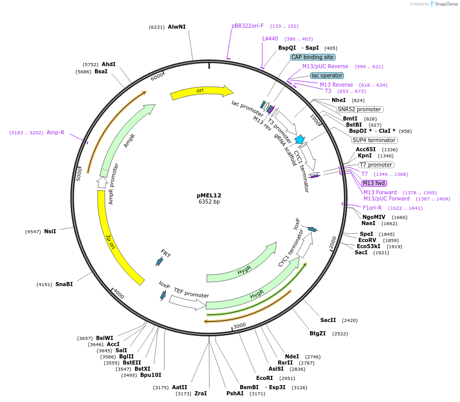 107918-plasmid-map-sequence-id-265270