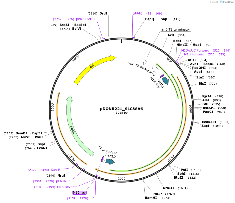 132106-plasmid-map-sequence-id-265273