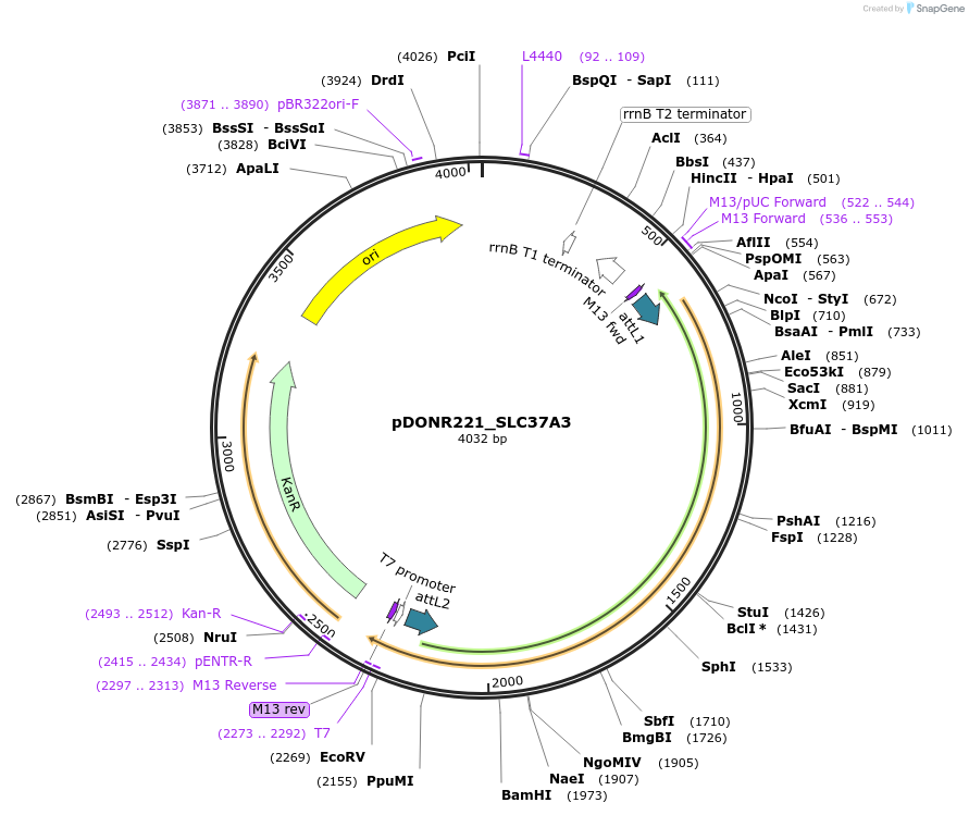 132107-plasmid-map-sequence-id-265275
