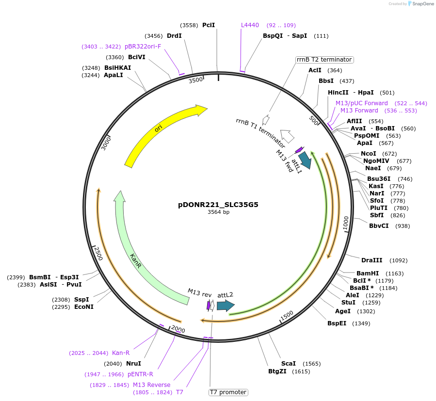 132108-plasmid-map-sequence-id-265277