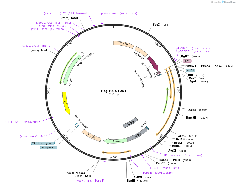 22553-plasmid-map-sequence-id-265278