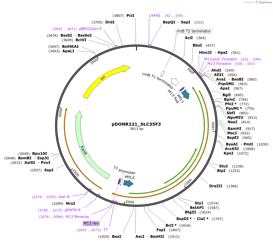 132109-plasmid-map-sequence-id-265279