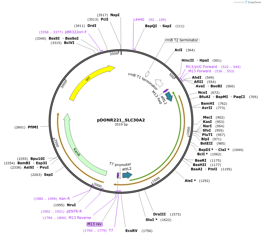132113-plasmid-map-sequence-id-265280