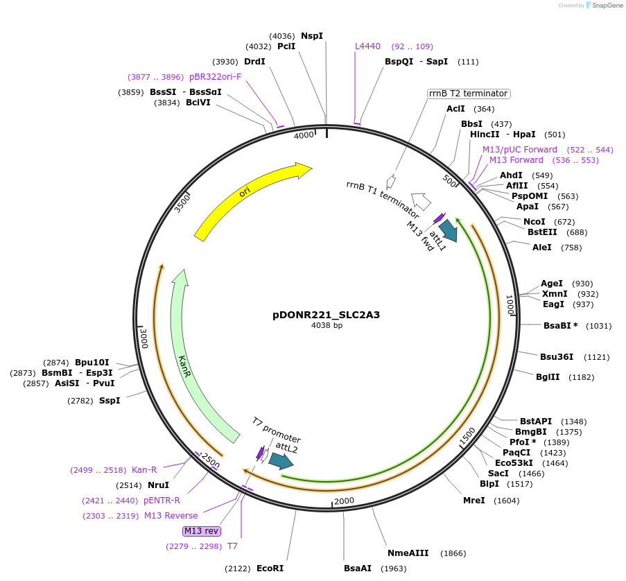 132114-plasmid-map-sequence-id-265281