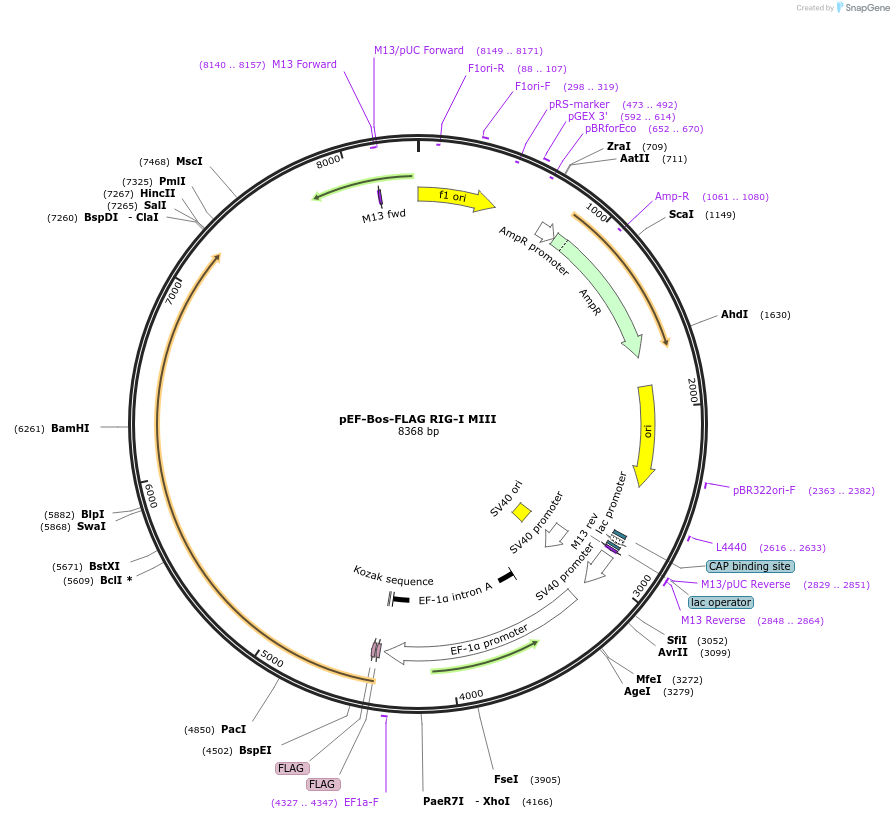 52877-plasmid-map-sequence-id-265282