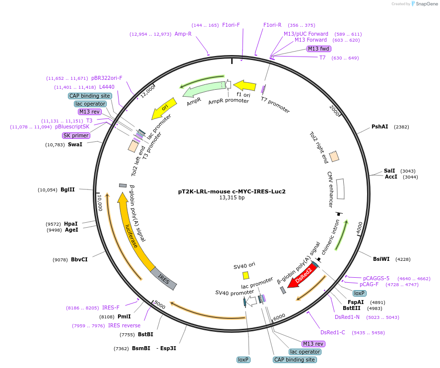 109228-plasmid-map-sequence-id-265753