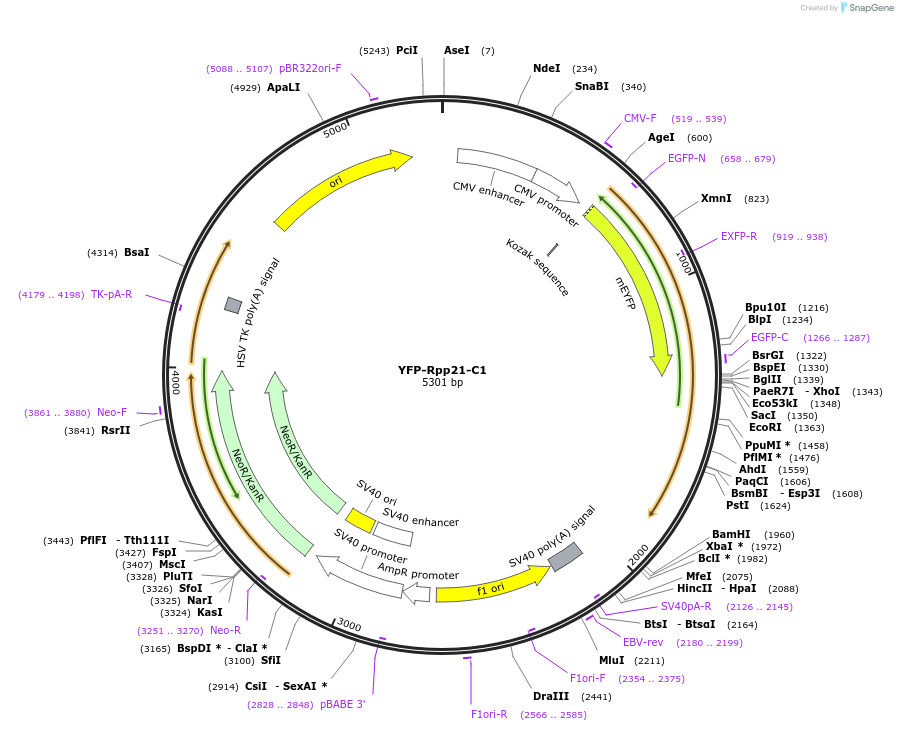 134542-plasmid-map-sequence-id-265754