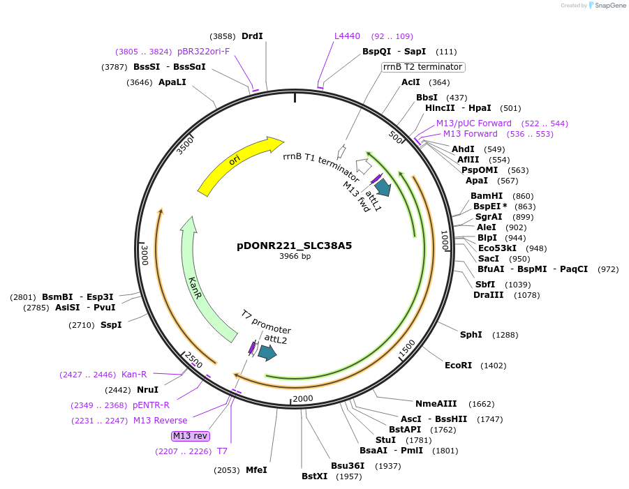 132118-plasmid-map-sequence-id-265763