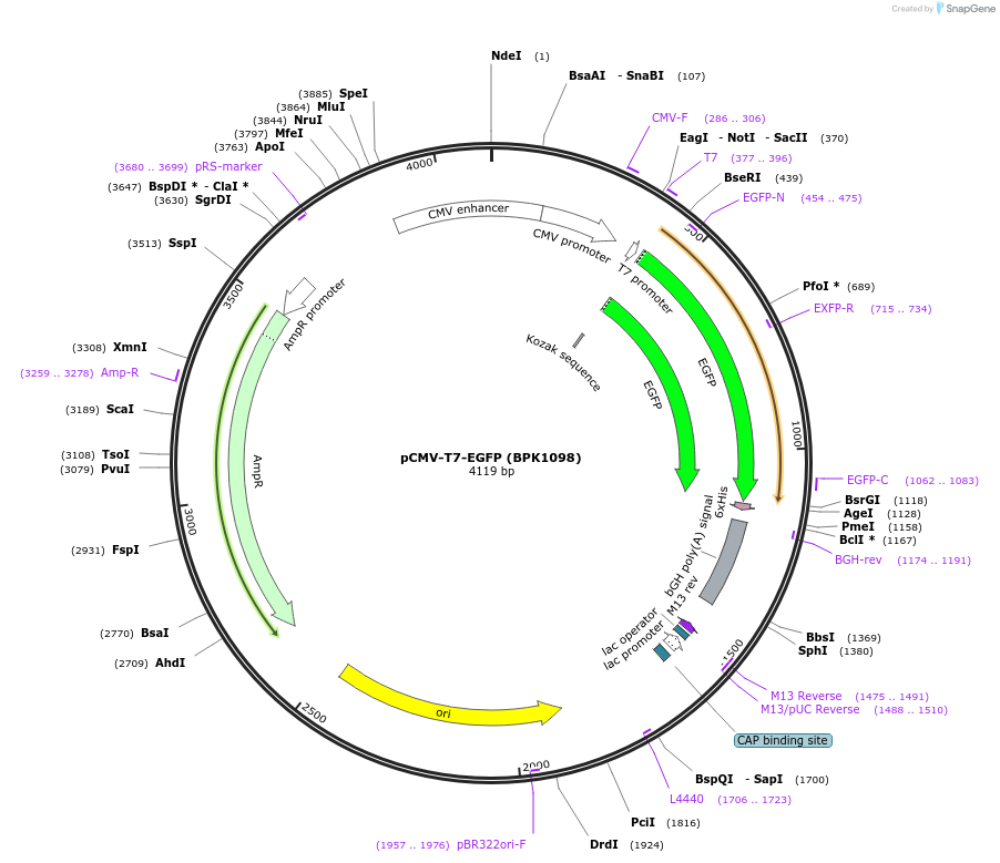 133962-plasmid-map-sequence-id-265771