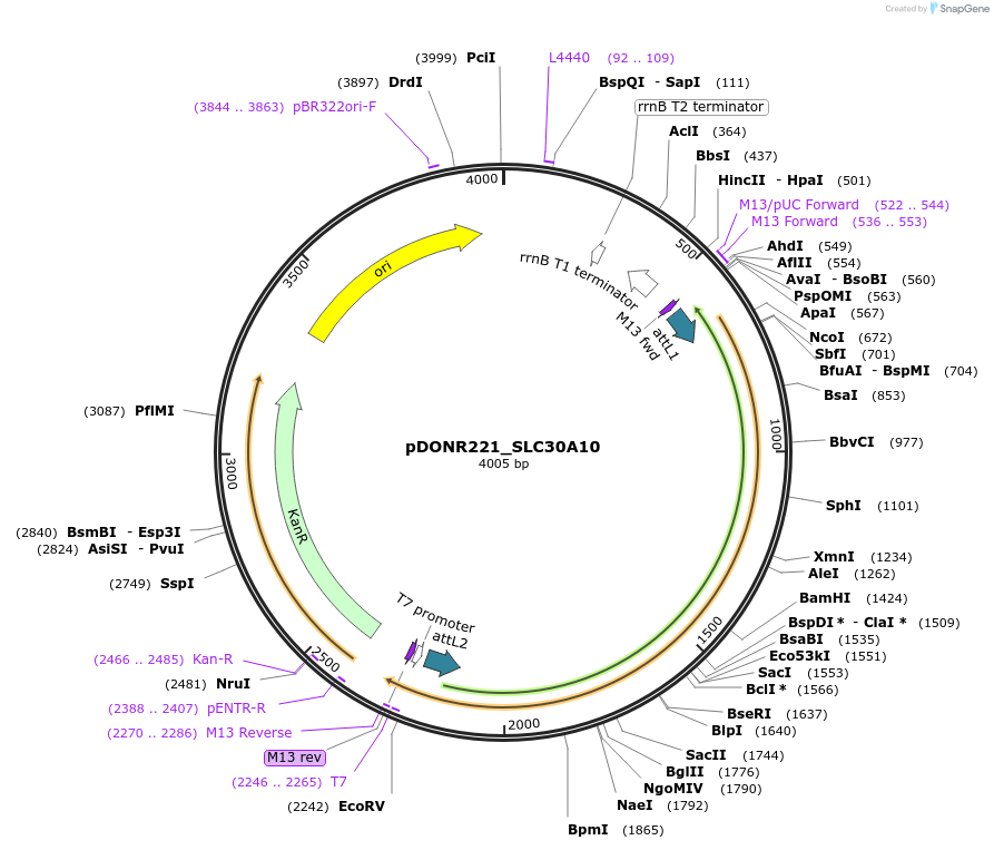 132125-plasmid-map-sequence-id-265773