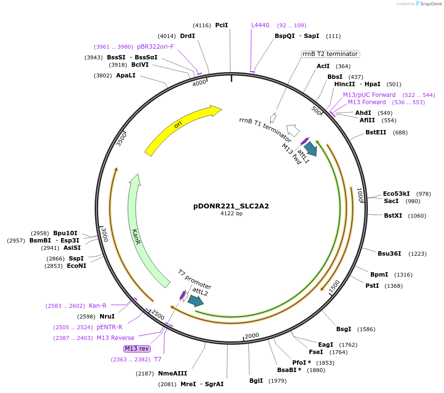 132126-plasmid-map-sequence-id-265774